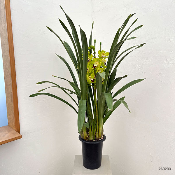 シンビジウム:夜想曲(やそうきょく)3本立ち 6号鉢植え