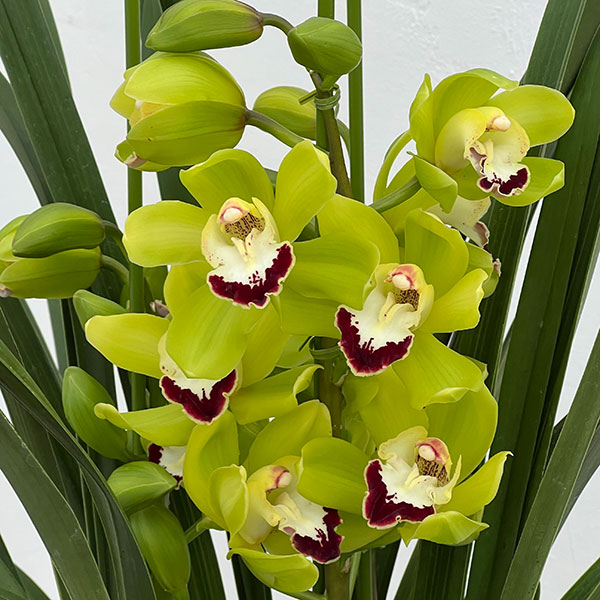 シンビジウム:夜想曲(やそうきょく)3本立ち 6号鉢植え