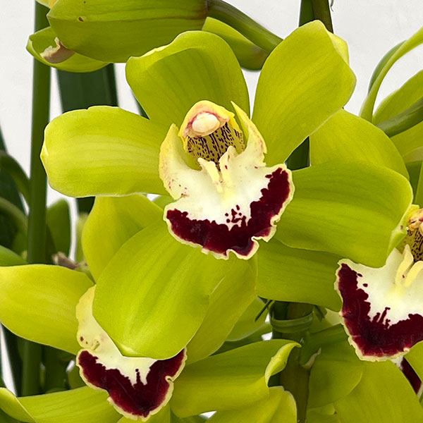 シンビジウム:夜想曲(やそうきょく)3本立ち 6号鉢植え