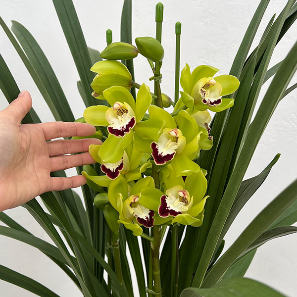 シンビジウム:夜想曲(やそうきょく)3本立ち 6号鉢植え