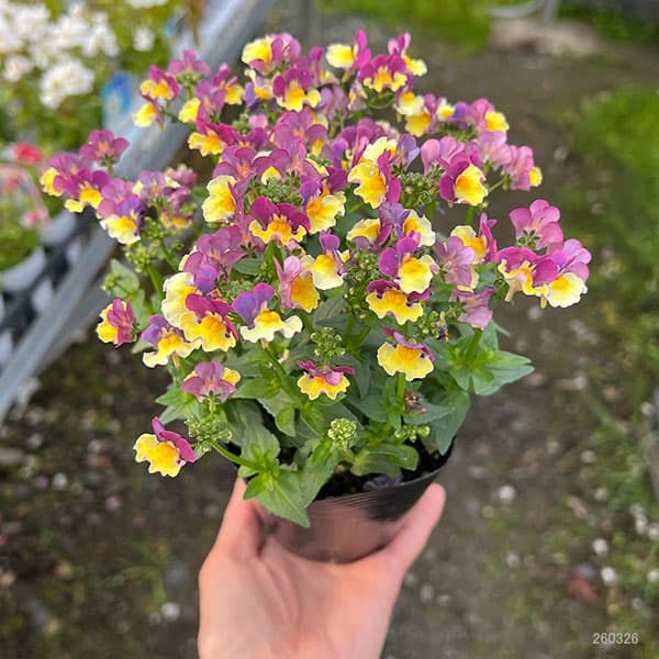 ネメシア:チョコバナナ3号ポット 6株セット