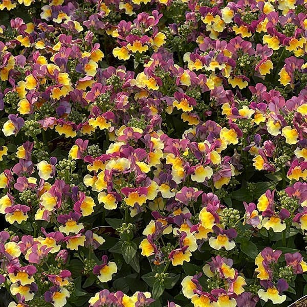 ネメシア:チョコバナナ3号ポット 6株セット