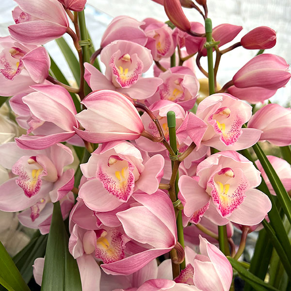 シンビジューム：エンザンインザムード4本立ち６号鉢植え（ストレート）