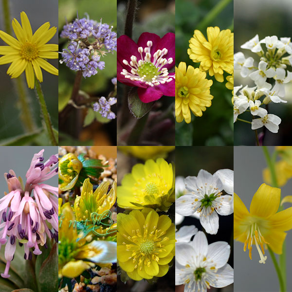 [送料無料]早春の山野草10種Bセット・草の友3リットル付