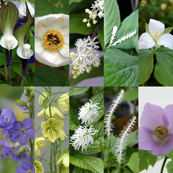 [送料無料]春の茶花10種セット・草の友3リットル付