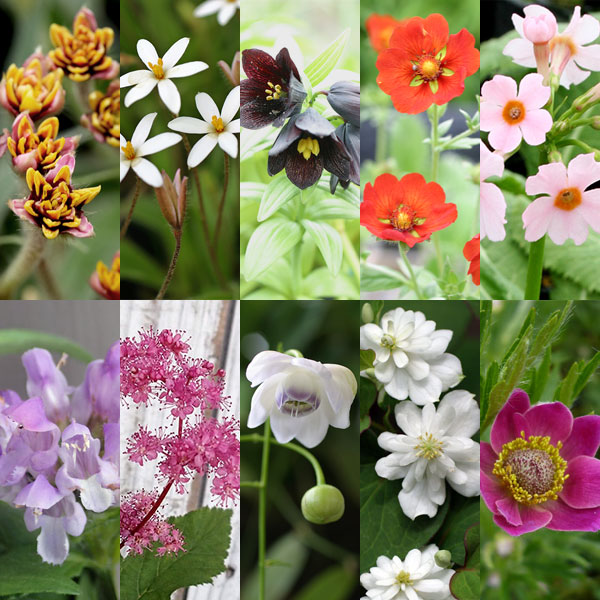 [送料無料]初夏の山野草10種Aセット・草の友3リットル付