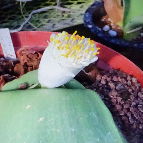 ハエマンサス:デフォルミス4号ポット