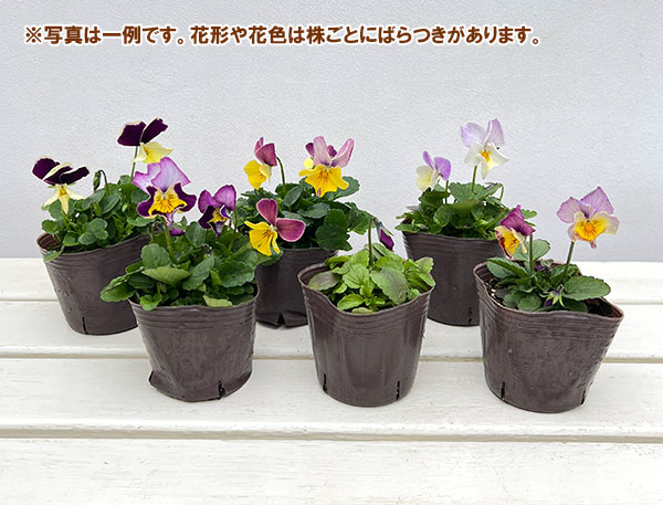 ビオラ:横浜セレクション8種セット