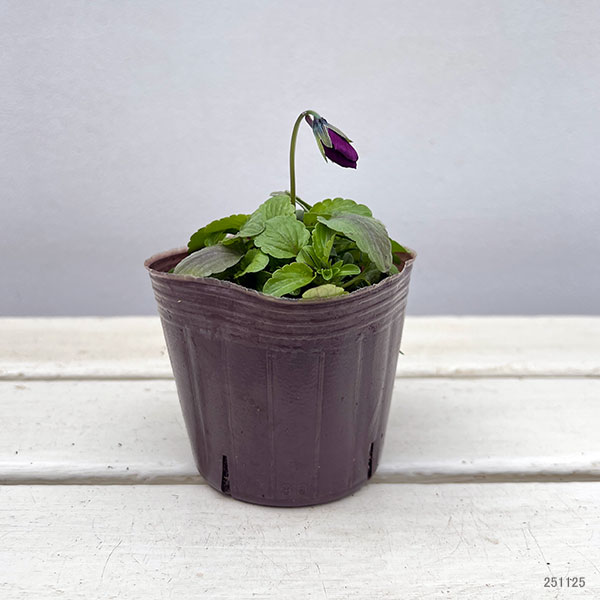 ビオラ:横浜セレクション8種セット