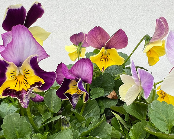 ビオラ:横浜セレクション8種セット