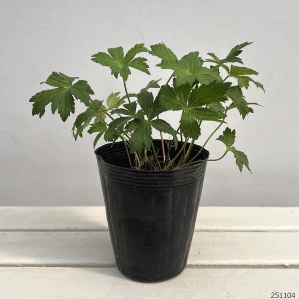 アストランティア：スターオブビューティー4.5号ポット