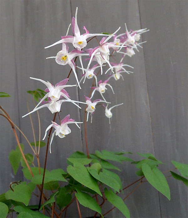 イカリソウ（碇草）：赤城源平3号ポット