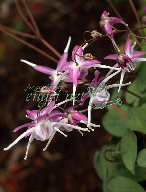 イカリソウ（碇草）：赤城源平3号ポット