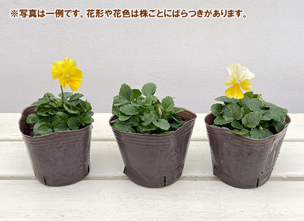 ビオラ：ティファニーイエロー3号ポット