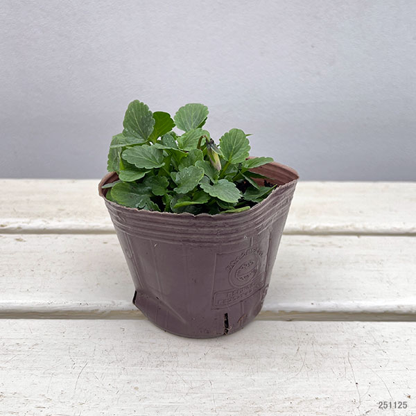 ビオラ：ティファニーイエロー3号ポット