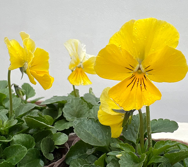 ビオラ：ティファニーイエロー3号ポット