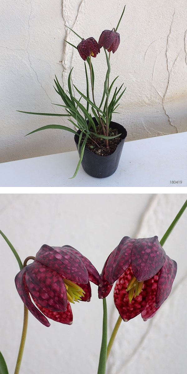 フリチラリア：メレアグリス 3号ポット