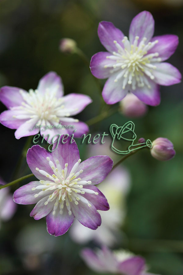 バイカカラマツ：紫花系台湾梅花からまつ2.5号ポット