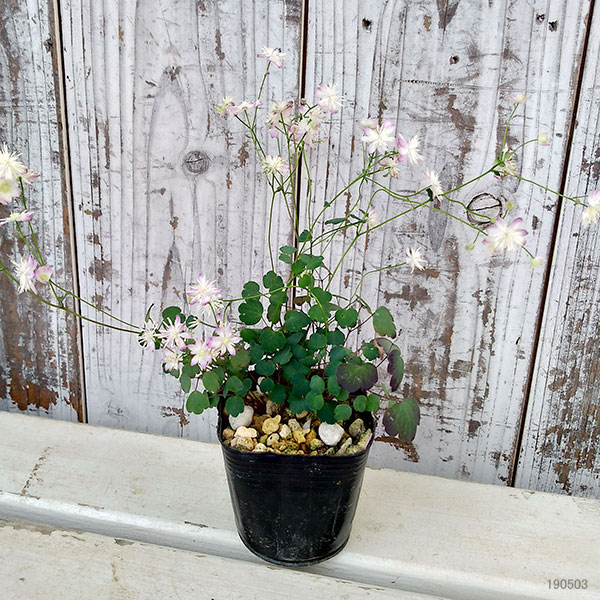 バイカカラマツ：紫花系台湾梅花からまつ2.5号ポット