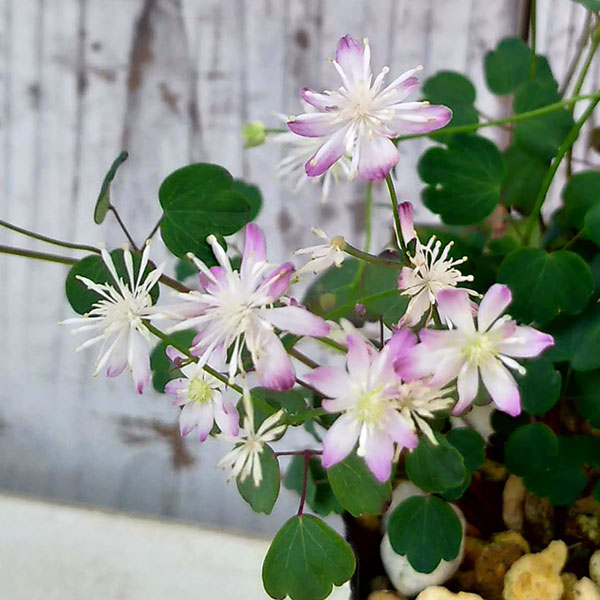 バイカカラマツ：紫花系台湾梅花からまつ2.5号ポット