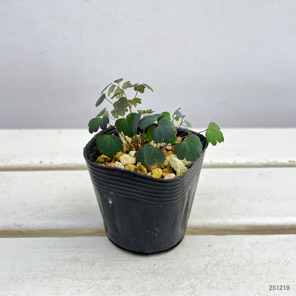 バイカカラマツ：紫花系台湾梅花からまつ2.5号ポット