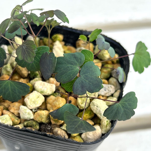 バイカカラマツ：紫花系台湾梅花からまつ2.5号ポット