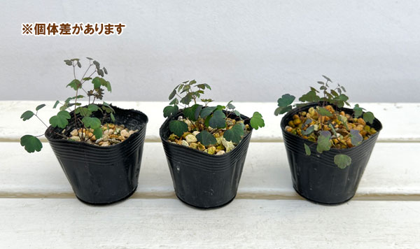 バイカカラマツ：紫花系台湾梅花からまつ2.5号ポット