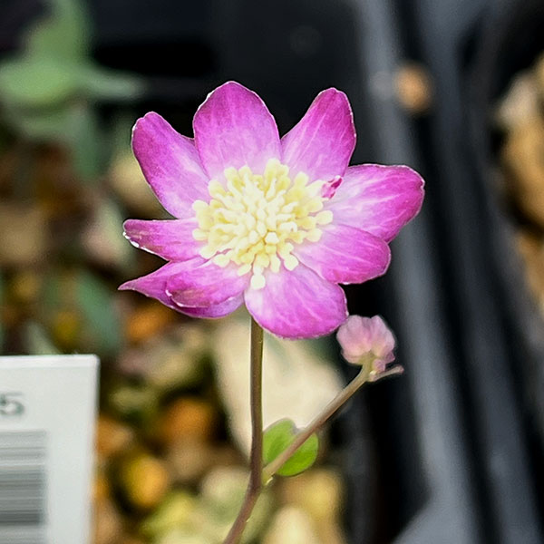 バイカカラマツ:紫花系台湾梅花からまつ2.5号ポット