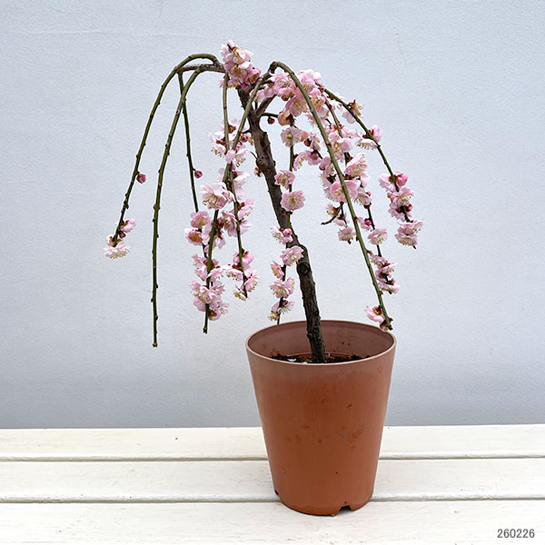 ハナウメ（花梅・枝垂れ）：藤牡丹（フジボタン）5号鉢植え