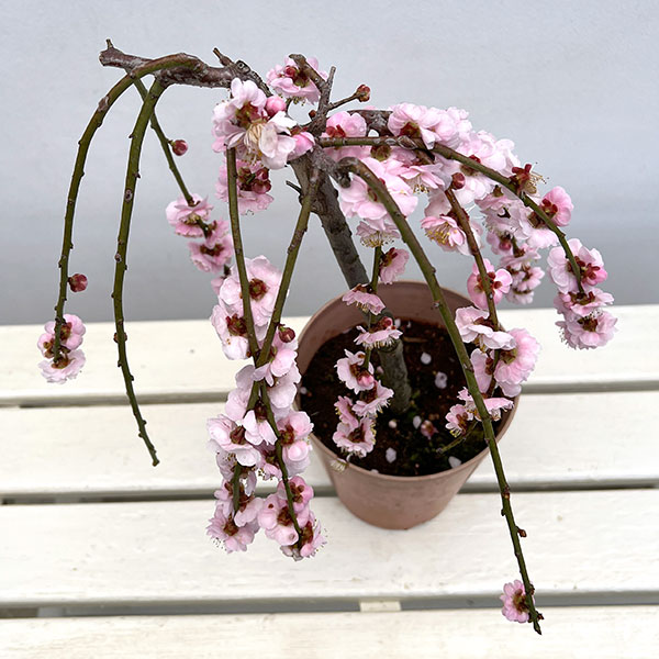 ハナウメ（花梅・枝垂れ）：藤牡丹（フジボタン）5号鉢植え