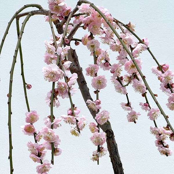 ハナウメ（花梅・枝垂れ）：藤牡丹（フジボタン）5号鉢植え