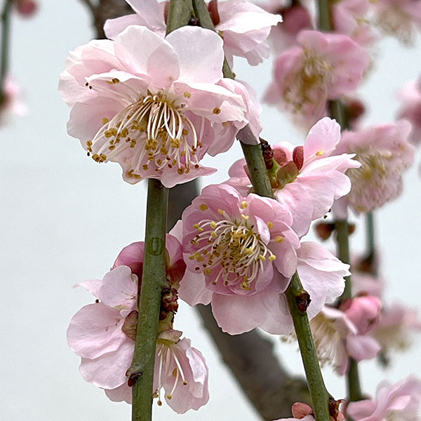 ハナウメ（花梅・枝垂れ）：藤牡丹（フジボタン）5号鉢植え