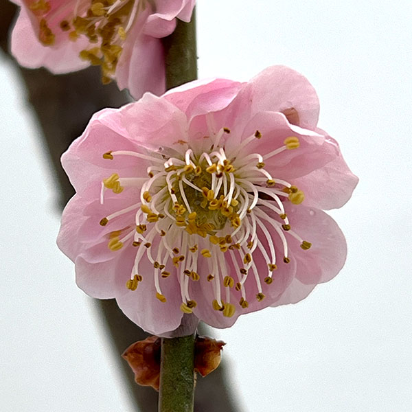 ハナウメ（花梅・枝垂れ）：藤牡丹（フジボタン）5号鉢植え