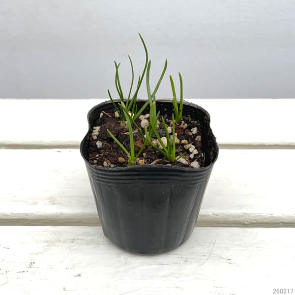 スイセン（水仙）：ゴールデンベル3球植え3号ポット 2個セット