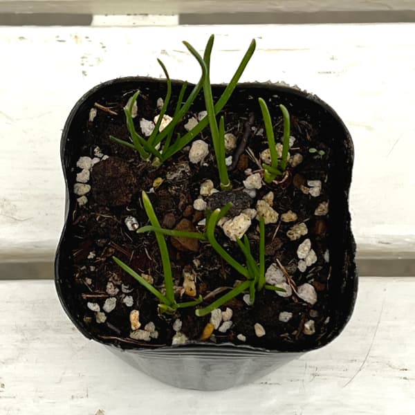 スイセン（水仙）：ゴールデンベル3球植え3号ポット 2個セット