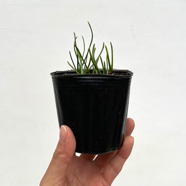 スイセン（水仙）：ゴールデンベル3球植え3号ポット 2個セット