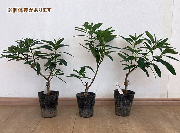 ミツマタ:赤花4号ポット