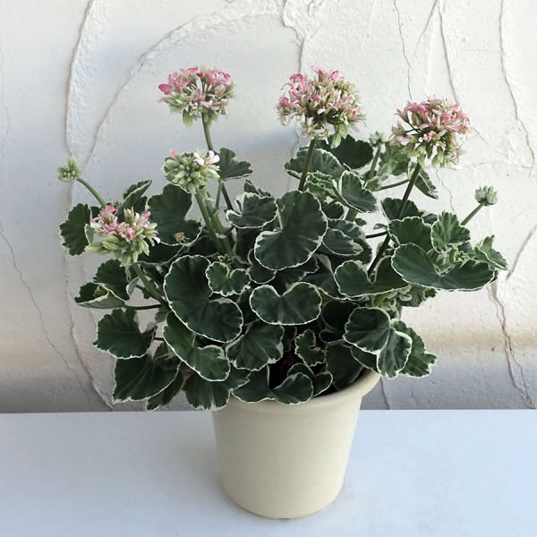 ゼラニウム:星咲きホワイトリング4号鉢植え