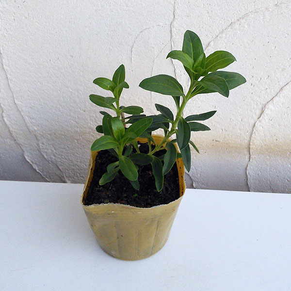 ソープワート:八重咲き白花3~3.5号ポット* 12株セット