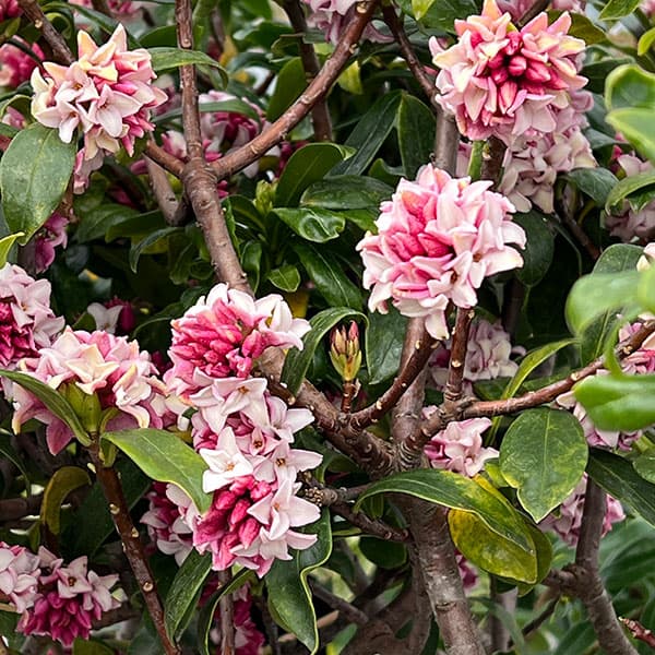 ジンチョウゲ（沈丁花）：赤花 6号鉢植え