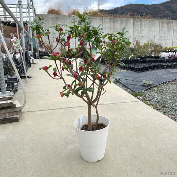 ジンチョウゲ（沈丁花）：赤花 6号鉢植え