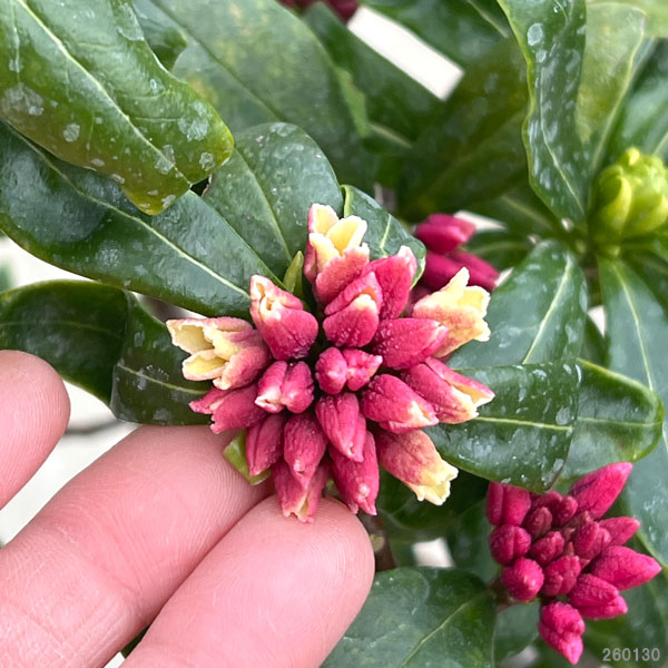 ジンチョウゲ（沈丁花）：赤花 6号鉢植え