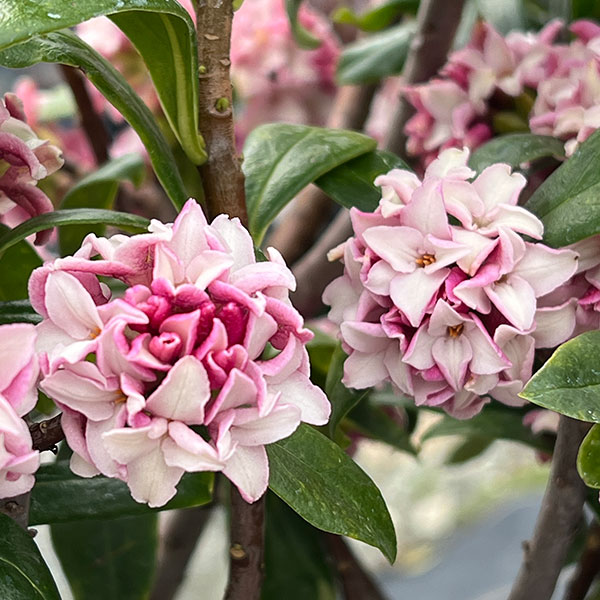 ジンチョウゲ（沈丁花）：赤花 6号鉢植え