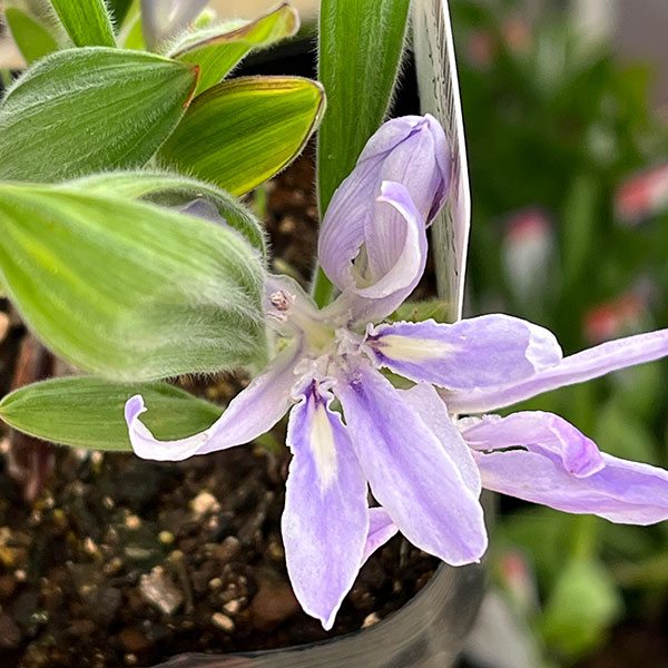 （わけあり特価）バビアナ：セデルベルゲンシス3球植え3.5号ポット