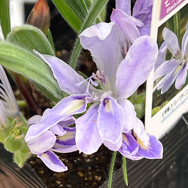 （わけあり特価）バビアナ：セデルベルゲンシス3球植え3.5号ポット