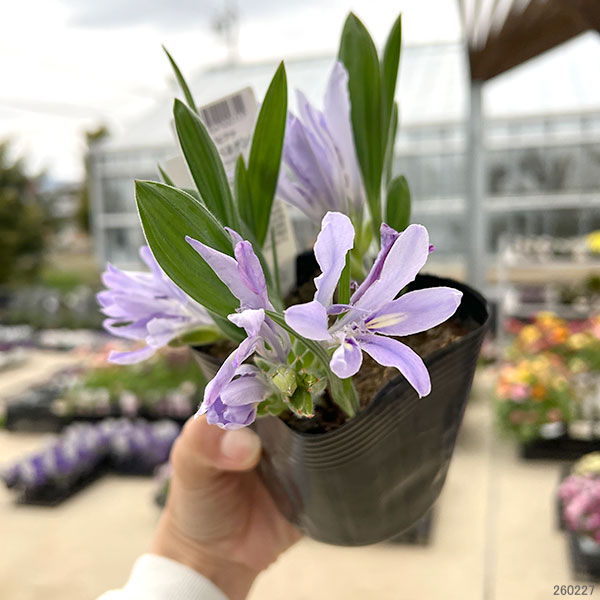 （わけあり特価）バビアナ：セデルベルゲンシス3球植え3.5号ポット