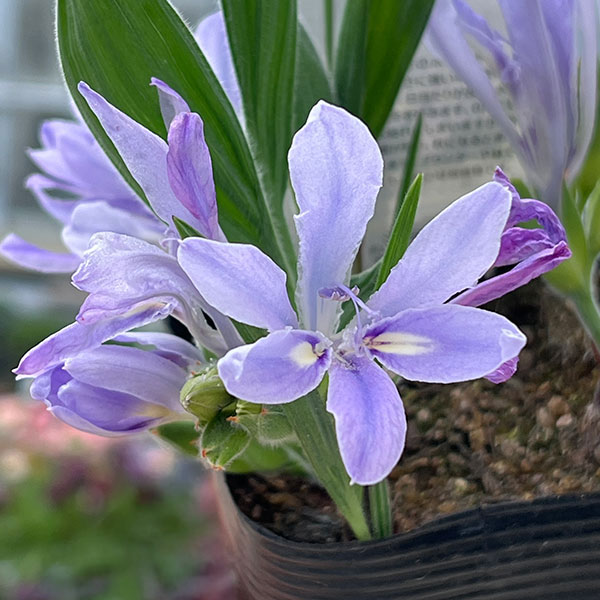 （わけあり特価）バビアナ：セデルベルゲンシス3球植え3.5号ポット