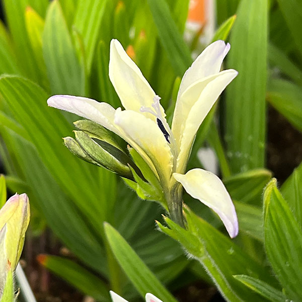 （わけあり特価）バビアナ：オドラータ3球植え3.5号ポット