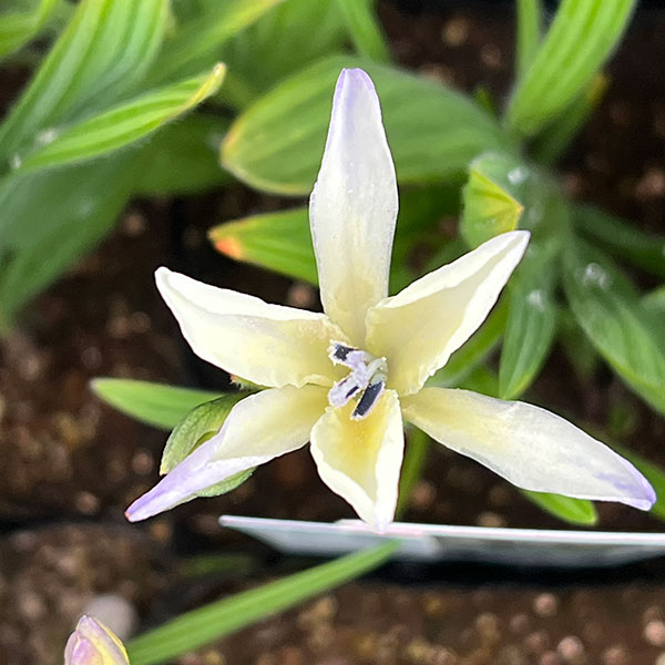 （わけあり特価）バビアナ：オドラータ3球植え3.5号ポット