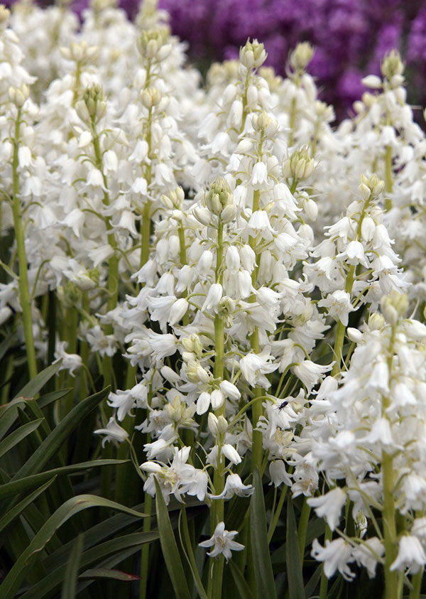 [26年2月中下旬予約]シラーカンパニュラータ（球根つりがね草）：ホワイト1球植え3号ポット